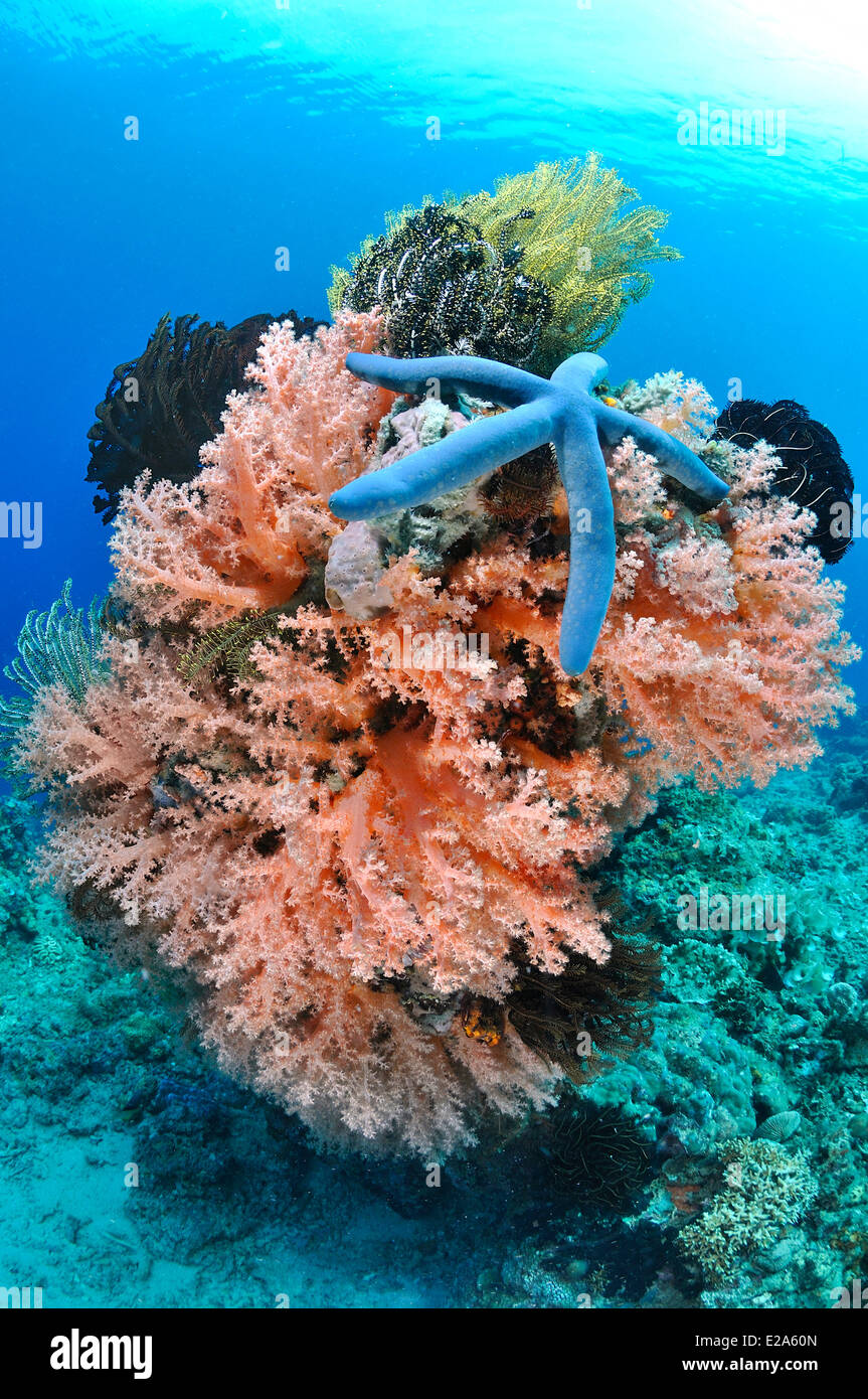 Filippine, isola di Palawan, una barriera corallina con red alcyonarians (Dendronephthya sp.) e una stella blu (Linckia laevigata) Foto Stock