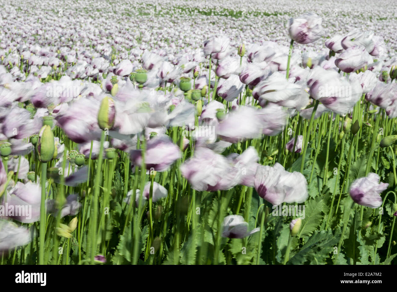 Boscombe Down, Wiltshire, Regno Unito. 17 Giugno, 2014. Lilla fiori di papavero al vento, coltivate per uso in prodotti farmaceutici. Credito: John Eccles/Alamy Live News Foto Stock