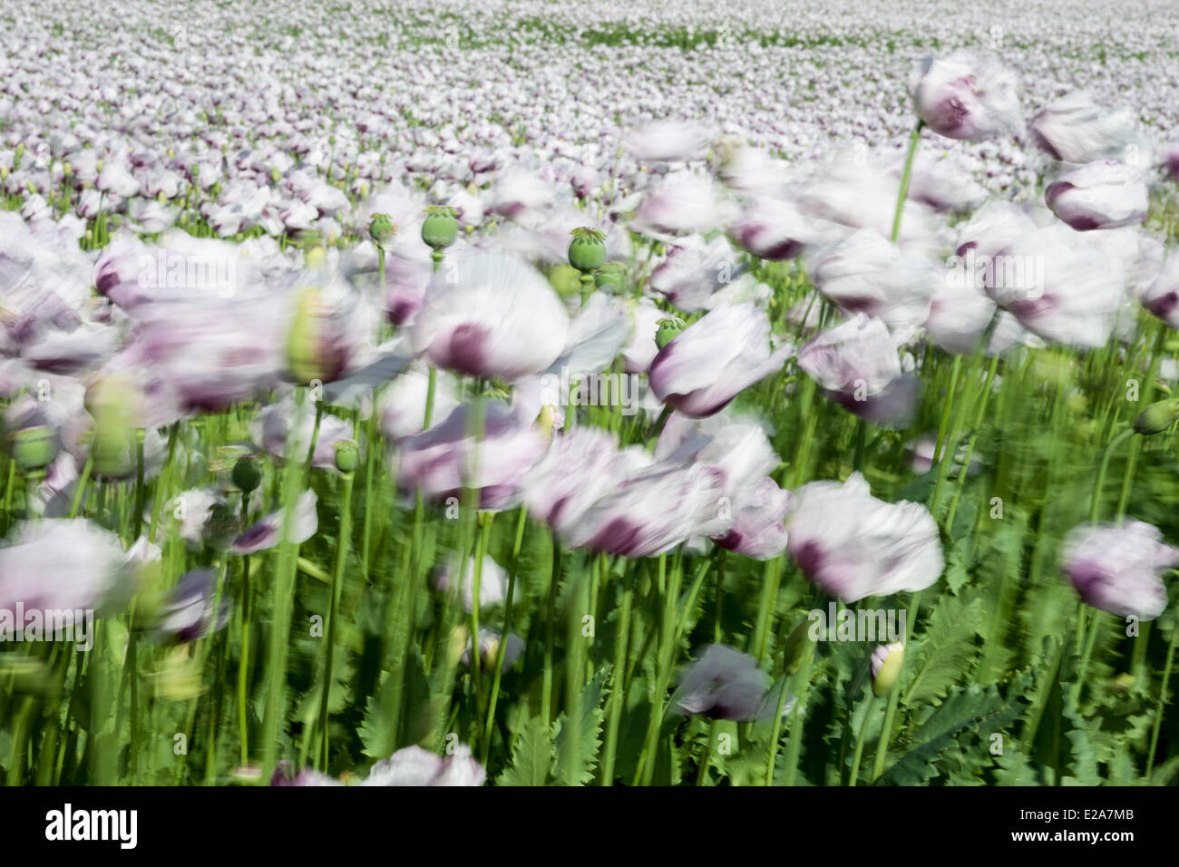 Boscombe Down, Wiltshire, Regno Unito. 17 Giugno, 2014. Lilla fiori di papavero al vento, coltivate per uso in prodotti farmaceutici. Credito: John Eccles/Alamy Live News Foto Stock