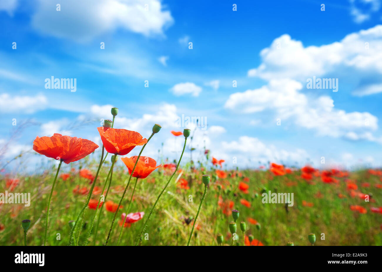 Fiori di papavero su uno sfondo di cielo blu Foto Stock