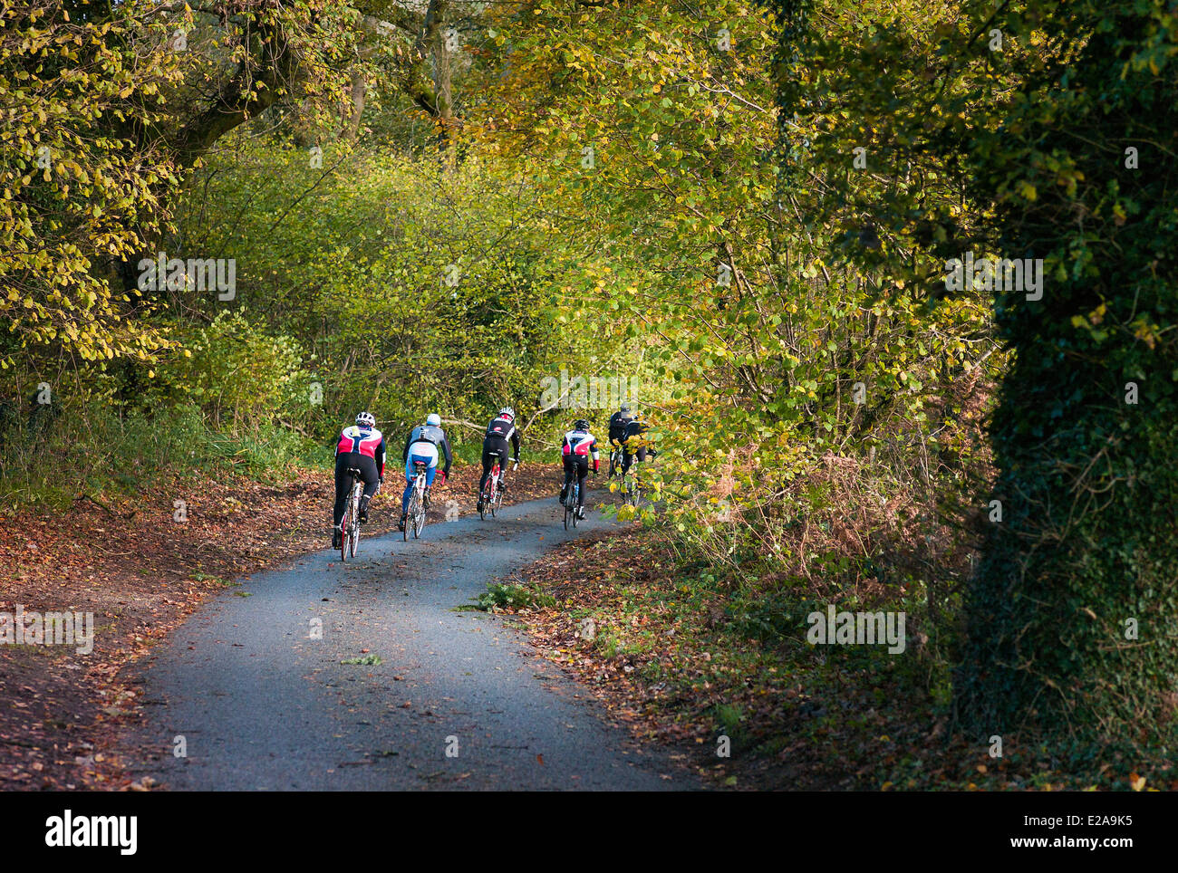 Un gruppo di sei ciclisti cavalcando attraverso una frondosa Wiltshire lane in autunno Foto Stock