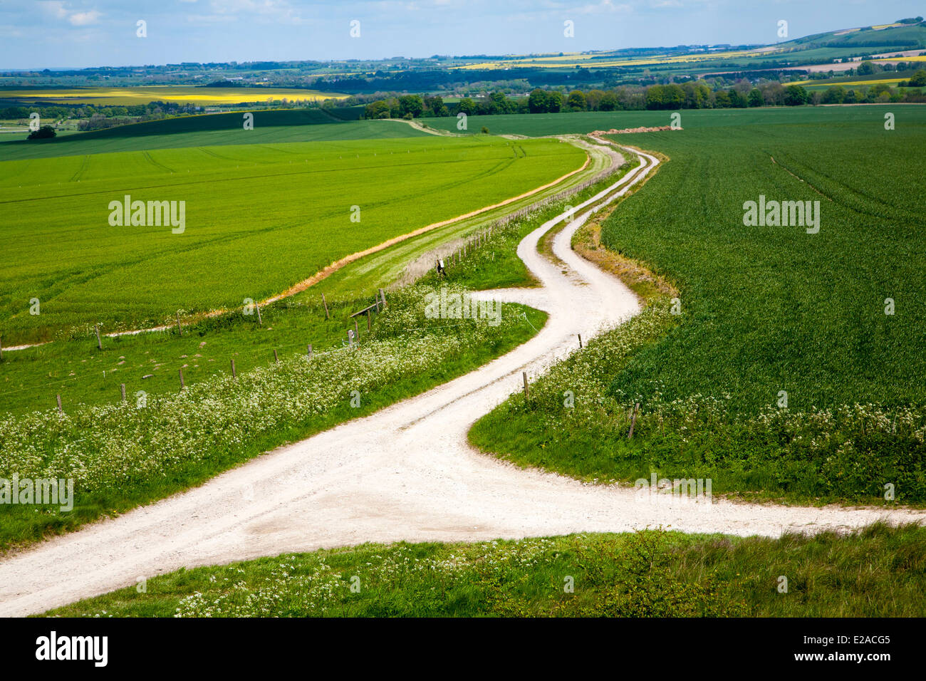 Percorsi di bianco su chalk downland Allington giù, Wiltshire, Inghilterra Foto Stock