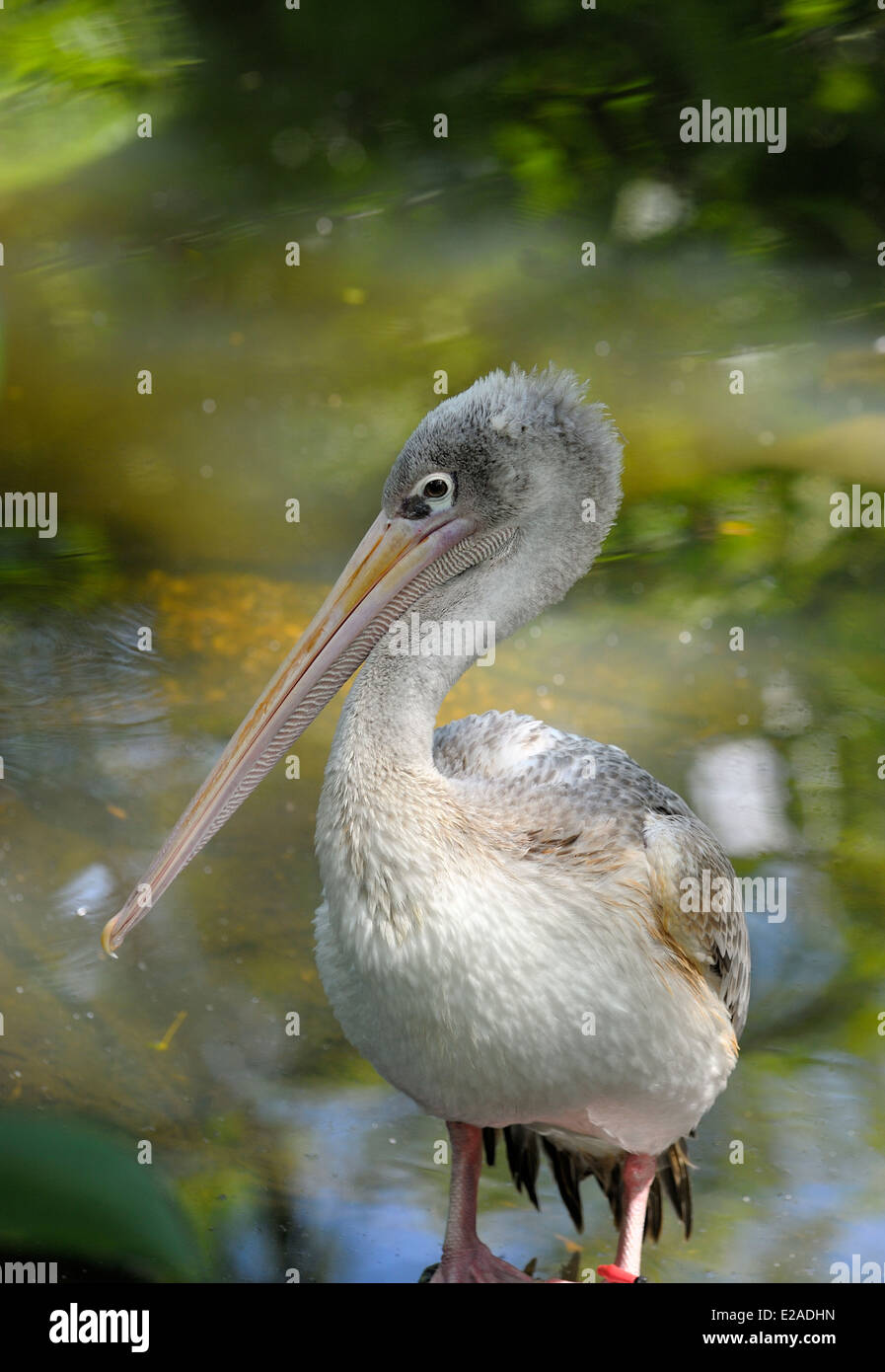 Rosa backed pelican, lo Zoo Twycross England Regno Unito Foto Stock