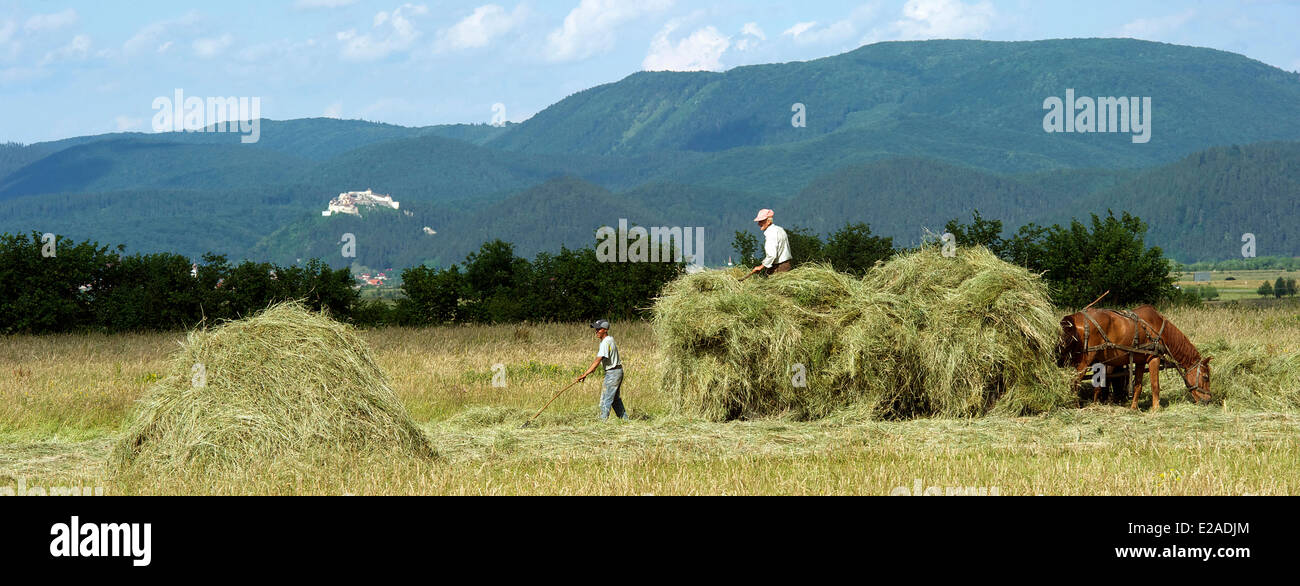 La Romania, Carpazi, Transilvania Regione, intorno a Brasov, fortezza Rasnov in background, fienagione Foto Stock