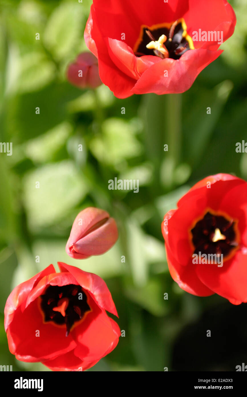 Tre tulipani rossi con il giallo e il nero centri, in fiore con due tulipani a bud tutti contro uno sfondo verde. Foto Stock