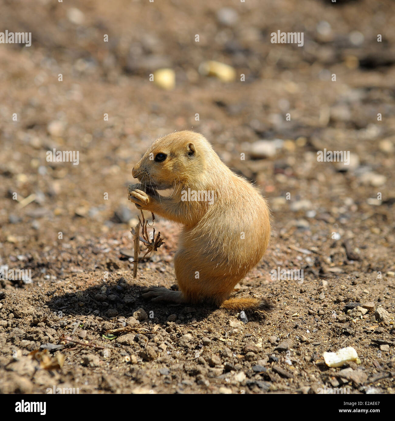 I cani della prateria presso lo Zoo Twycross England Regno Unito Foto Stock