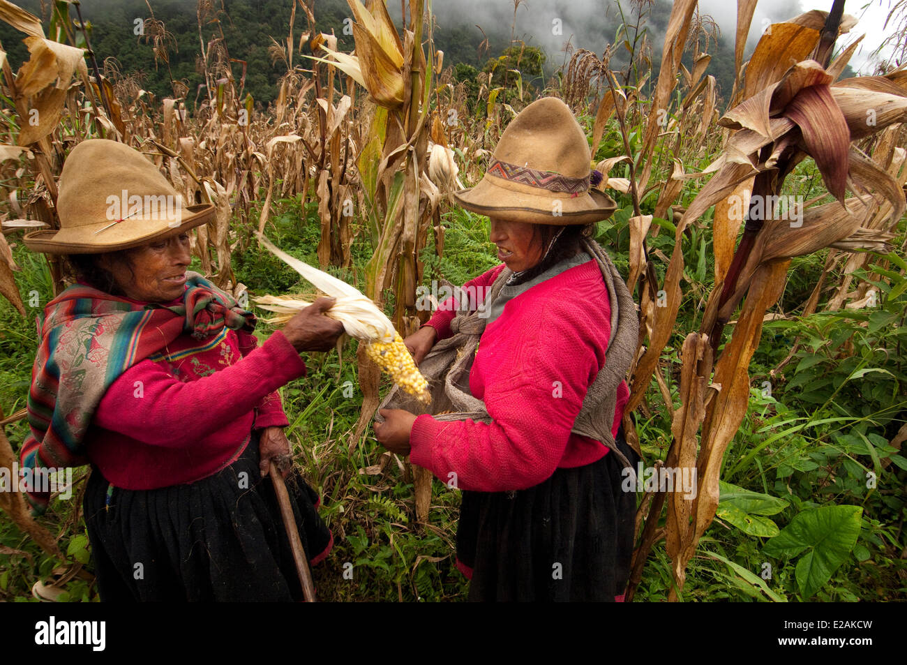 Il Perù, Carabaya Cordillera, gamma Sinakara, Provincia di Cuzco, Q'ero indigeni, la Ultimate discendenti degli Incas, Hatun Foto Stock
