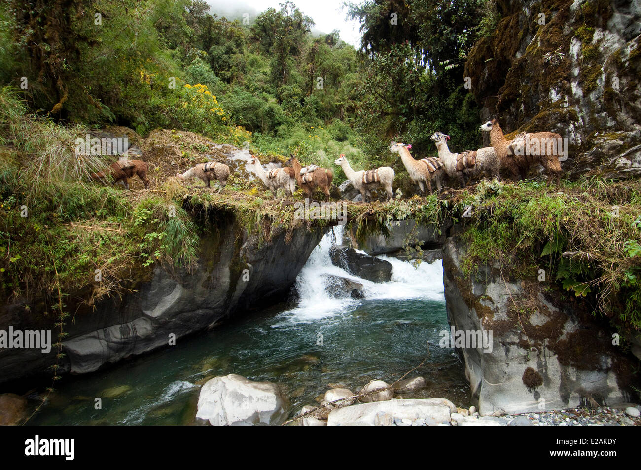 Il Perù, Carabaya Cordillera, gamma Sinakara, Provincia di Cuzco, Q'ero indigeni, la Ultimate discendenti degli Incas, Hatun Foto Stock