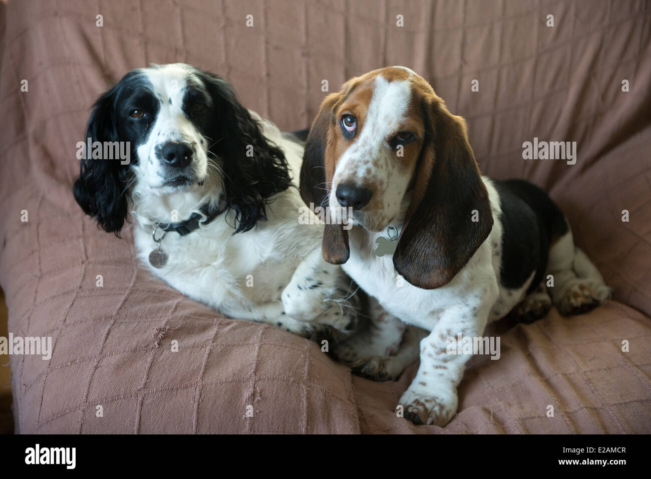Di quattro mesi Basset Hound cucciolo su una sedia con un vecchio lavorando cocker spaniel Foto Stock