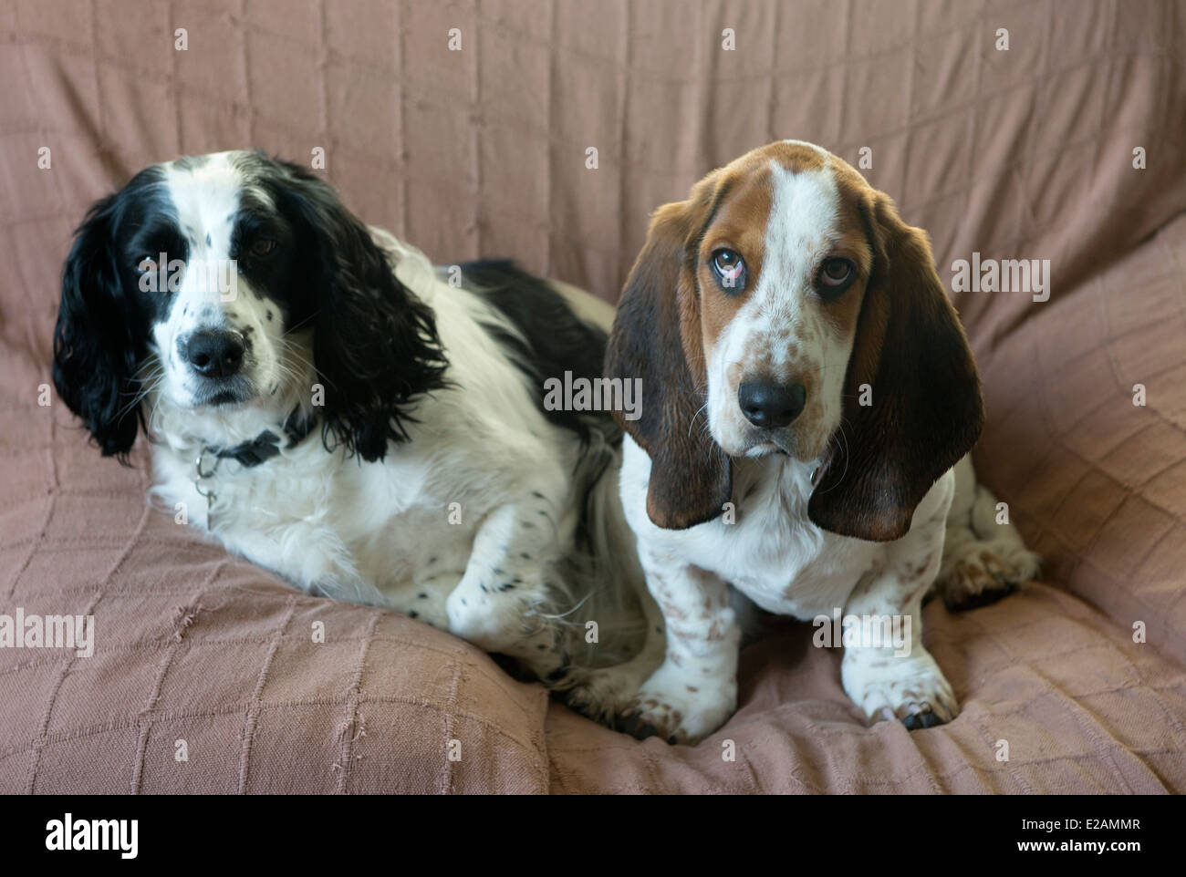 Di quattro mesi Basset Hound cucciolo su una sedia con un vecchio lavorando cocker spaniel Foto Stock