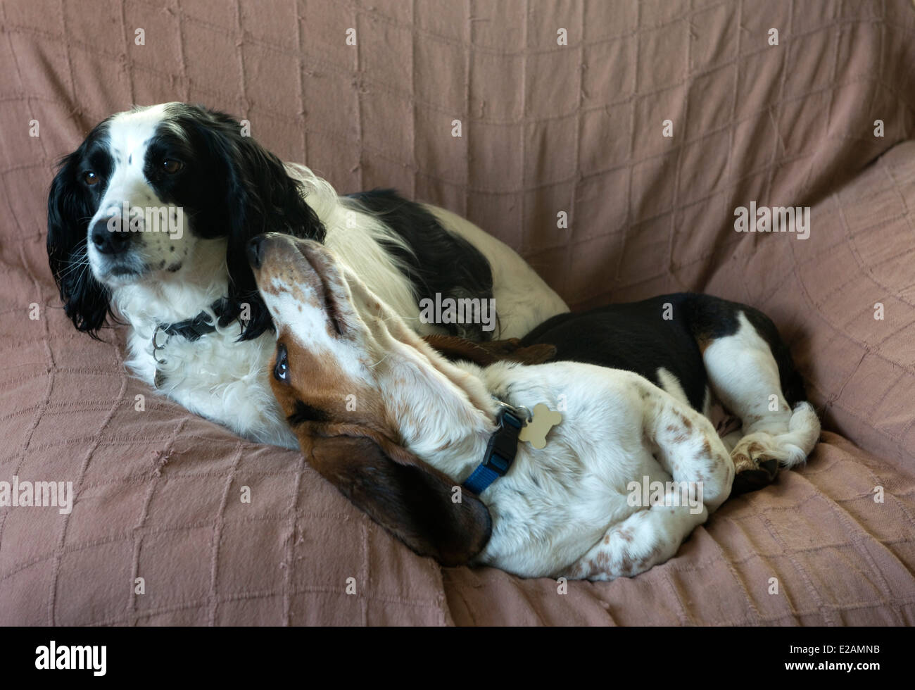 Di quattro mesi Basset Hound cucciolo su una sedia con un vecchio lavorando cocker spaniel Foto Stock