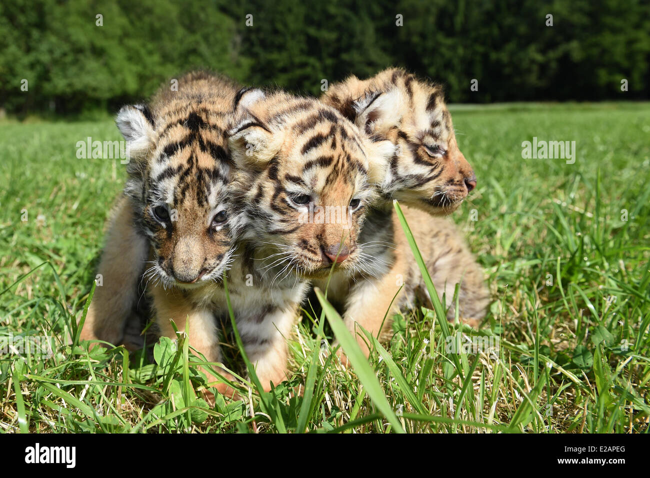 Ochenhausen, Germania. Il 18 giugno, 2014. Tre tigre del Bengala neonati sedersi su un prato presso la fattoria Weiherhaus vicino Ochenhausen, Germania, 18 giugno 2014. I tre prole della tigre sono nati il 08 maggio. Foto: FELIX KAESTLE/dpa/Alamy Live News Foto Stock