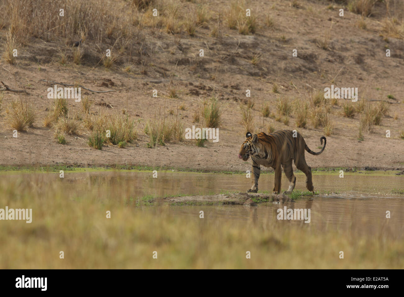 Royal tigre del Bengala camminando in Bandhavgarh National Park Foto Stock