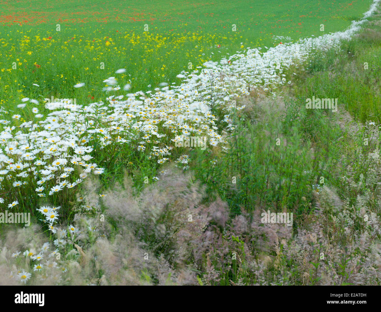 Fiori in un campo a Burnham Deepdale, Norfolk, Inghilterra Foto Stock