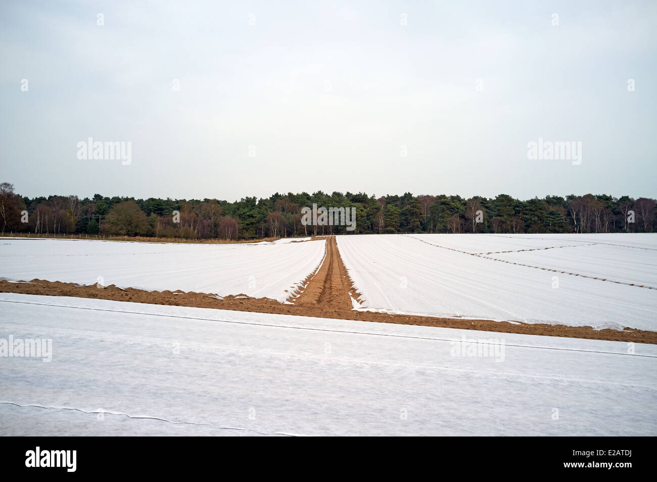 Il vello a copertura di un inizio di raccolto di patate, Sutton, Suffolk, Regno Unito. Foto Stock