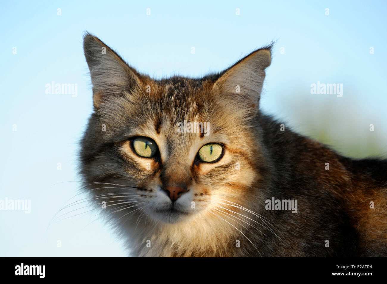 Isole Baleari Spagna Maiorca Cala Ratjada, faro di Punta Capdepera, cat guardando l'obiettivo n. Foto Stock