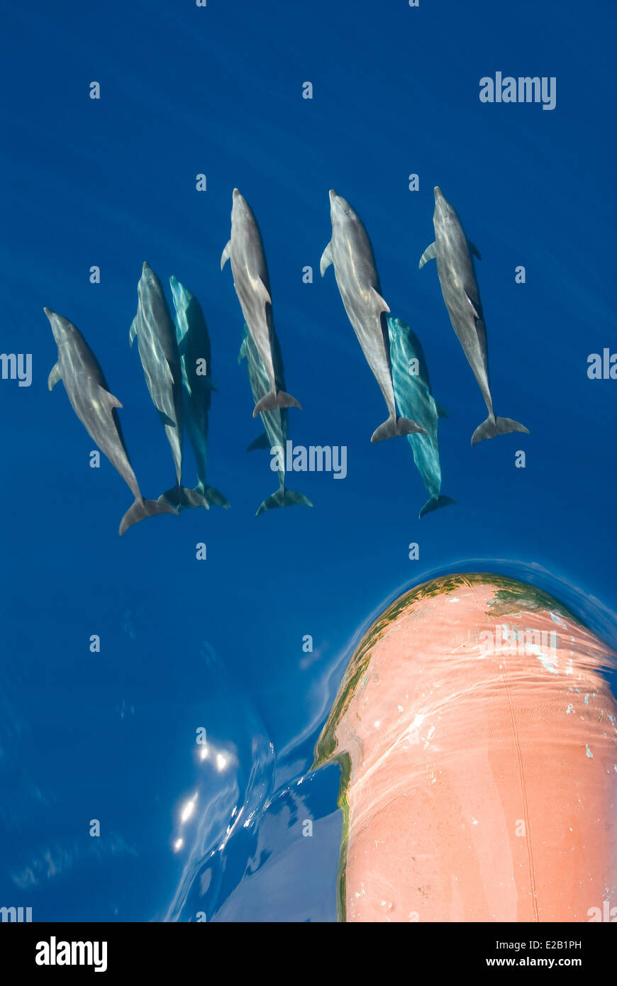 Francia Polinesia francese Isole Tuamotu, Rangiroa Atoll, crociera a bordo di una nave mercantile Aranui 3, Tursiops delfini (tursiops Foto Stock