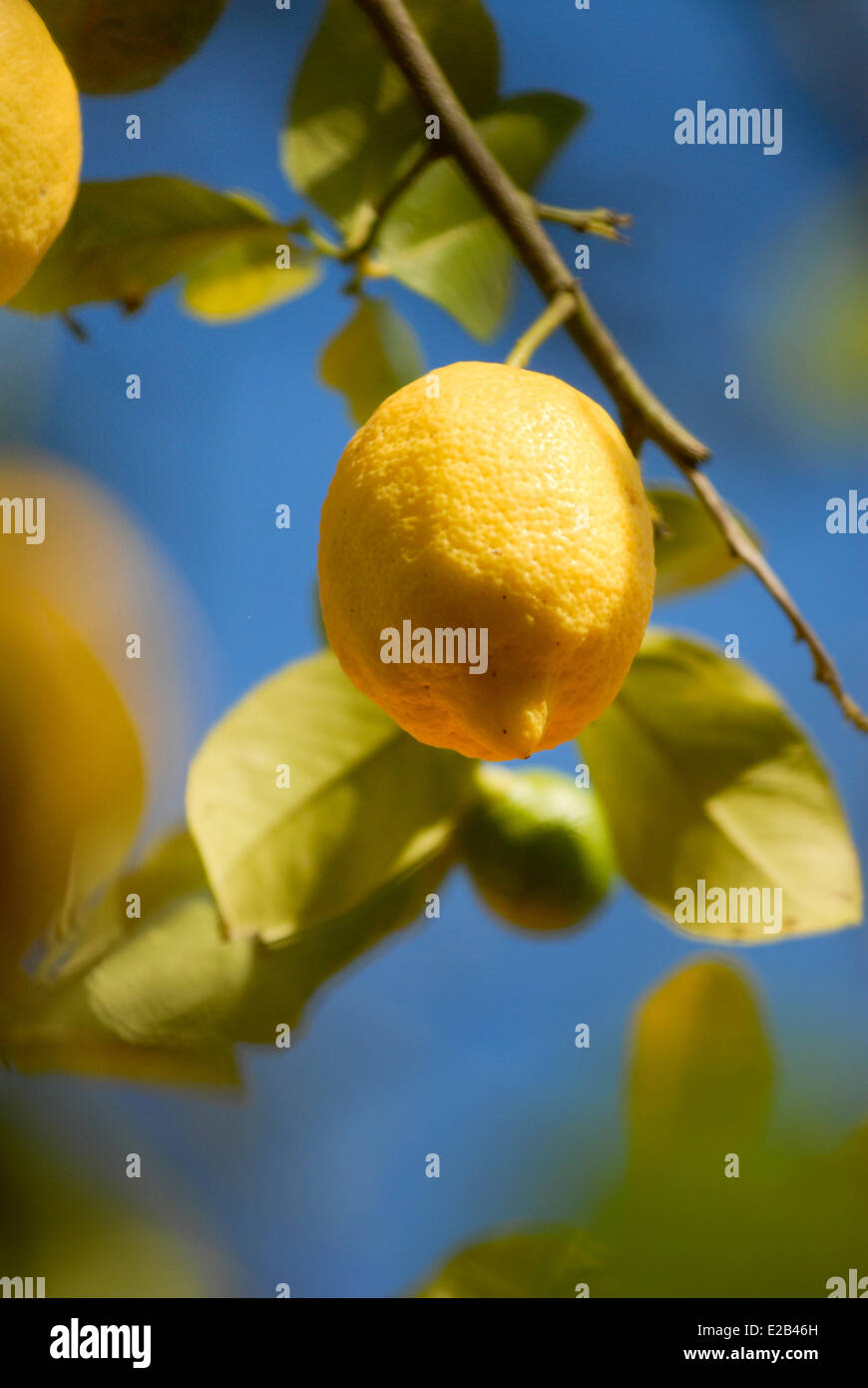 Spagna, Andalusia El Rocio, limone in un albero di limone Foto Stock