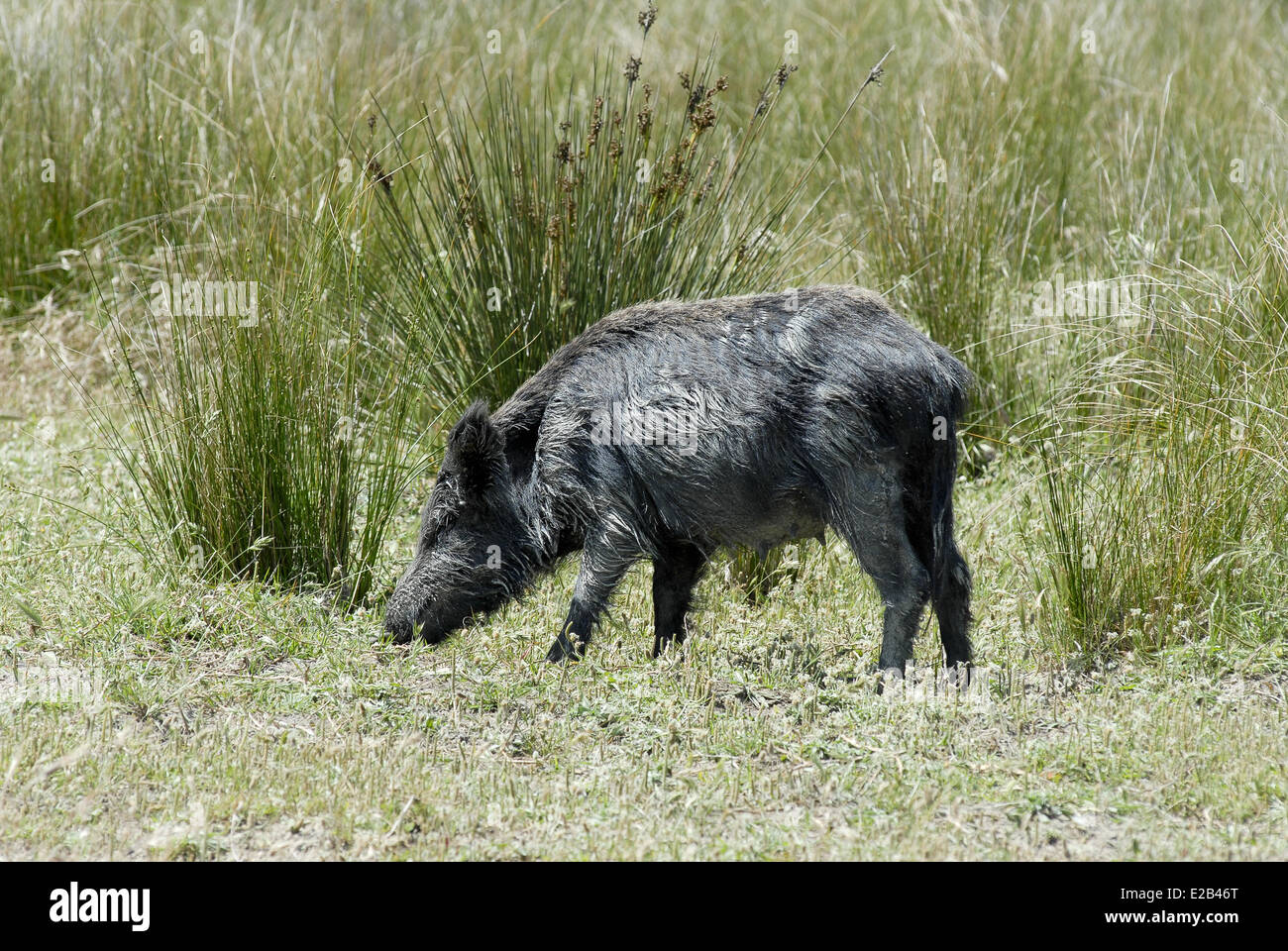 Spagna, Andalusia Parco nazionale di Donana elencati come patrimonio mondiale dall' UNESCO, solo cinghiale femmina Foto Stock