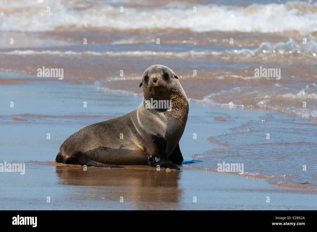 La Namibia, Skeleton Coast National Park, Capo pelliccia sigillo (Arctocephalus pusilus) Foto Stock