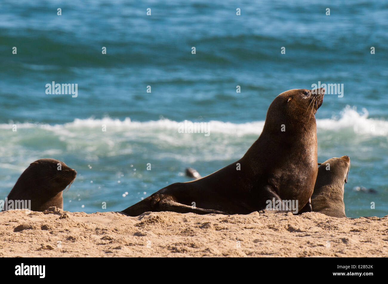 La Namibia, Skeleton Coast National Park, Capo pelliccia sigillo (Arctocephalus pusilus) Foto Stock