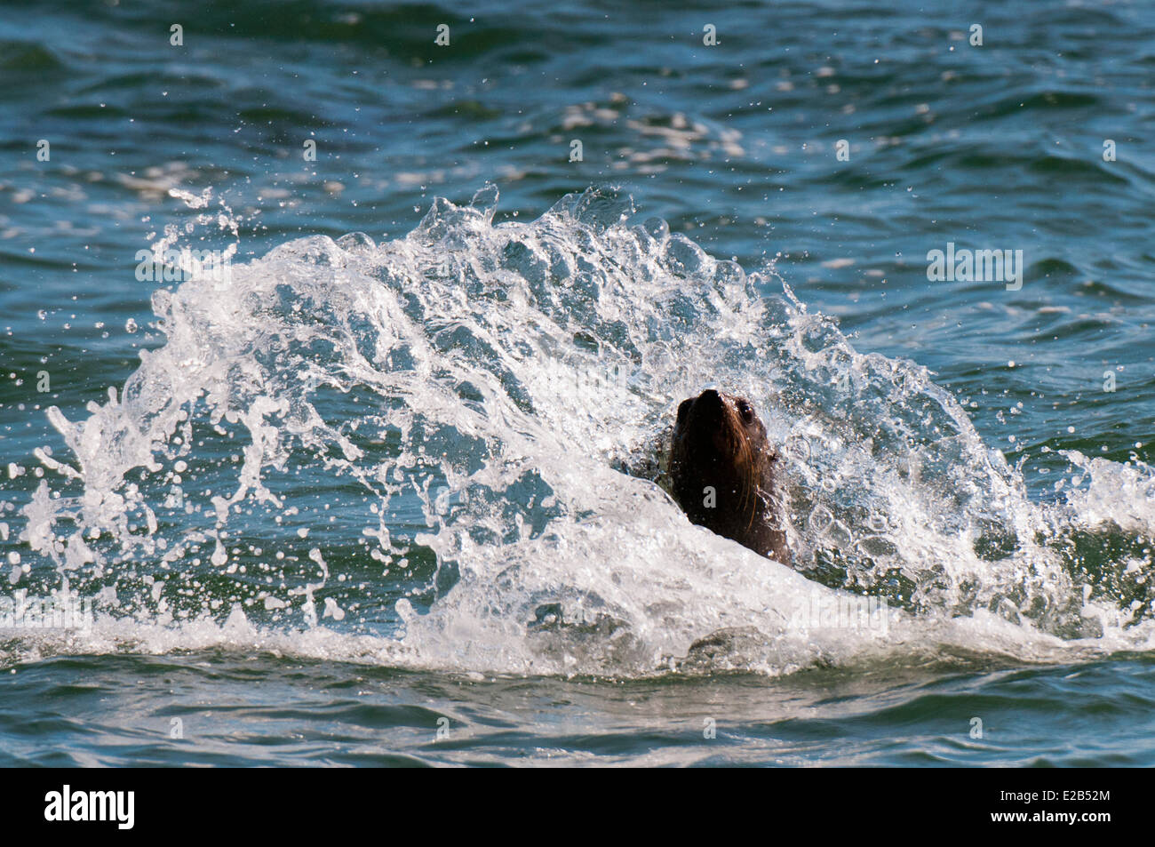 La Namibia, Skeleton Coast National Park, Capo pelliccia sigillo (Arctocephalus pusilus) Foto Stock