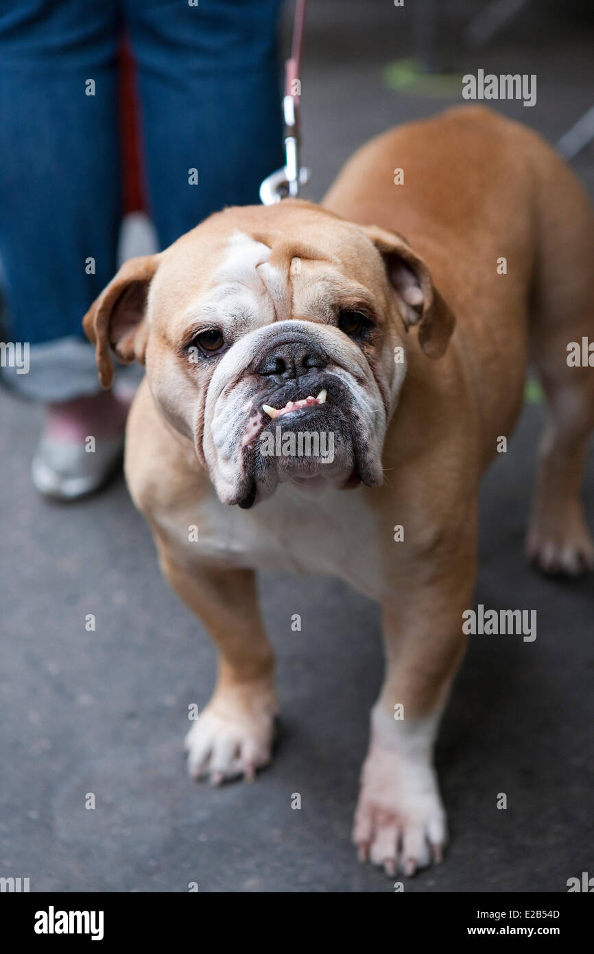 Francia, Parigi, close up di un cane Foto Stock