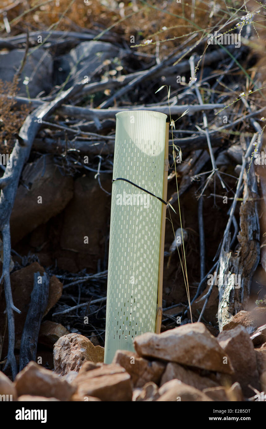 Tree shelter tubi per protezione delle piantine di essere mangiato da animali, rimboschimento in montagne di Mijas, Andalusia, Spagna. Foto Stock