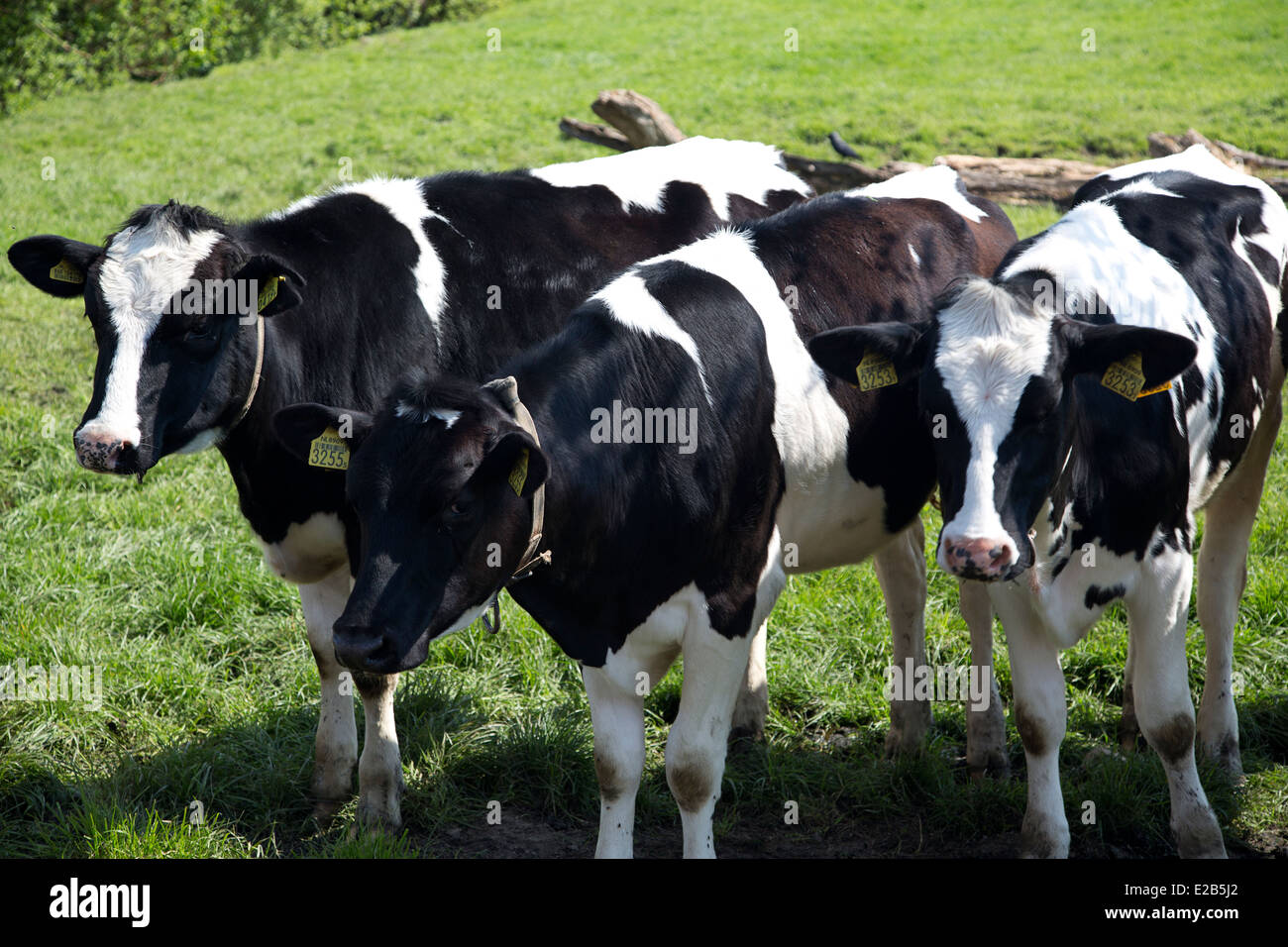 Tre giovani vacche Foto Stock