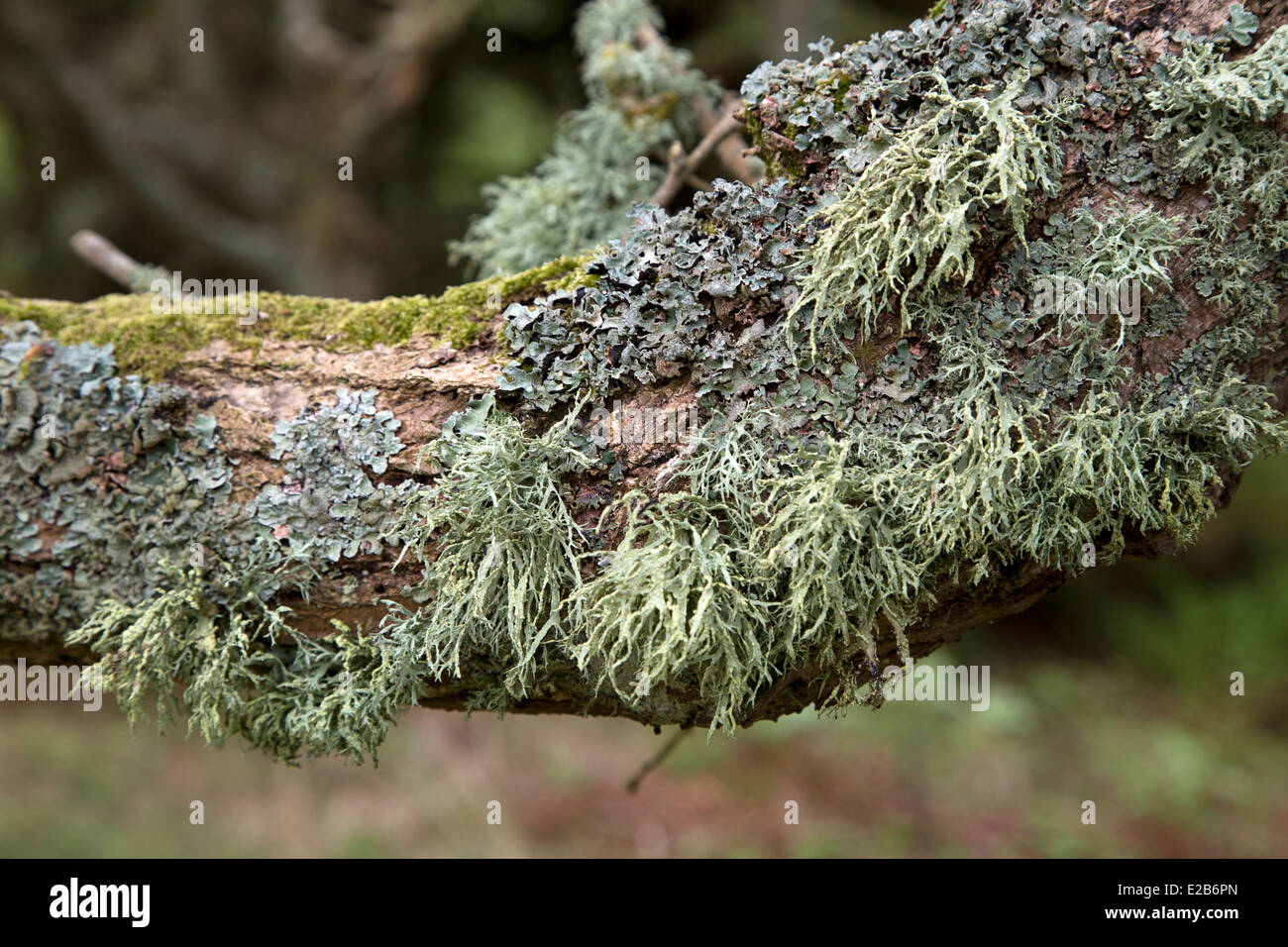 Il ramo coperti con i licheni Foto Stock