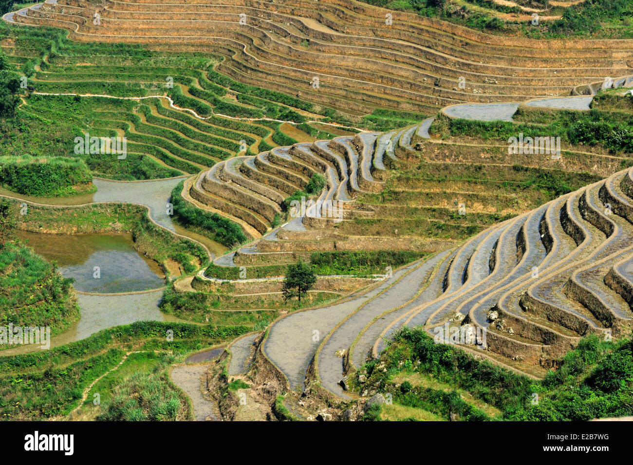 Cina, provincia di Guangxi, Longsheng, terrazze di riso a Longji Foto Stock