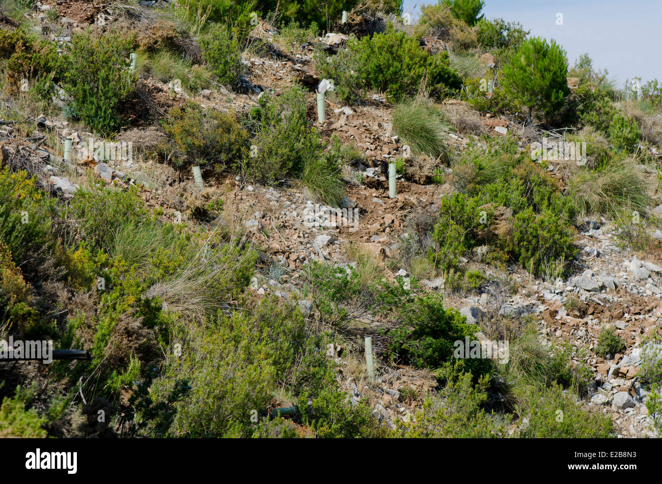 Tree shelter tubi per protezione delle piantine di essere mangiato da animali, rimboschimento in montagne di Mijas, Andalusia, Spagna. Foto Stock