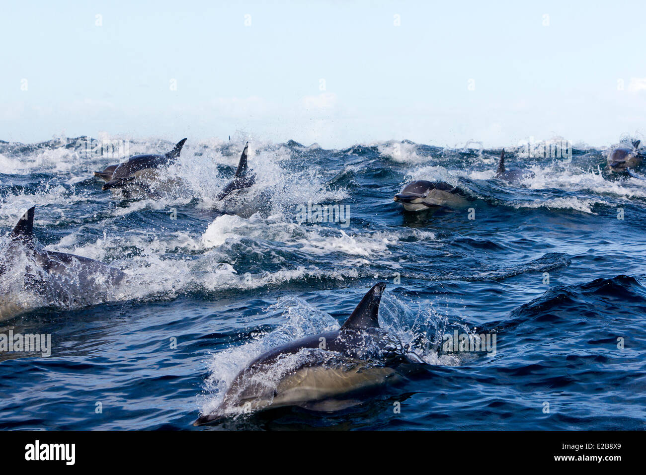 Sud Africa, Western Cape, Gansbaai, Isola di tenuta, lungo becco delfino comune (Delphinus capensis) Foto Stock