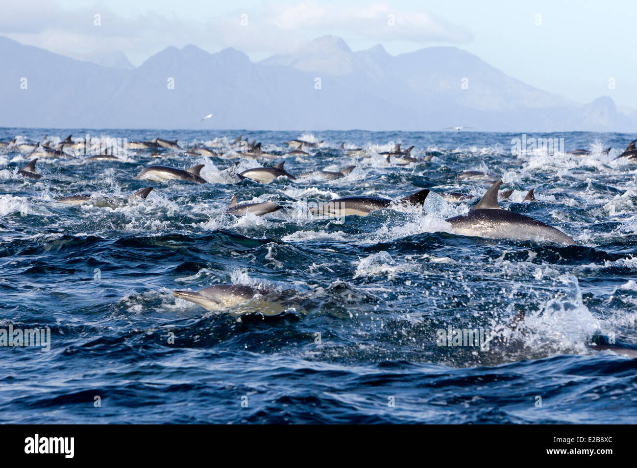 Sud Africa, Western Cape, Gansbaai, Isola di tenuta, lungo becco delfino comune (Delphinus capensis) Foto Stock