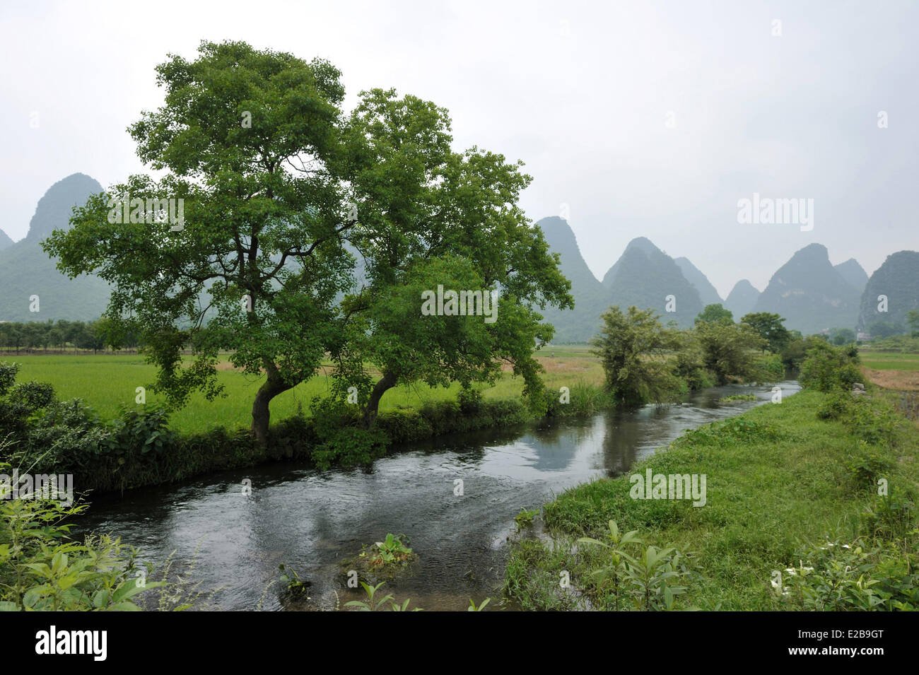 Cina, provincia di Guangxi, regione di Guilin, montagna carsica e campo di riso paesaggio intorno a Yangshuo Foto Stock