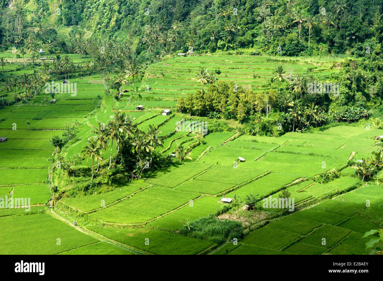 Indonesia, Bali, Subak sistema di irrigazione, classificato come patrimonio mondiale dall' UNESCO Foto Stock