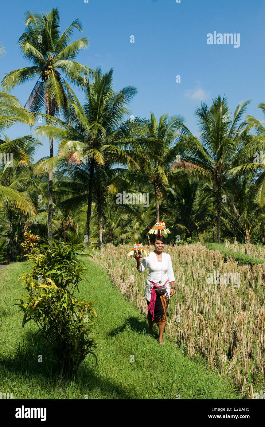 Indonesia, Bali, Tabanan Umabian, campi di riso, Subak sistema di irrigazione, classificato come patrimonio mondiale dall' UNESCO, offerte Foto Stock