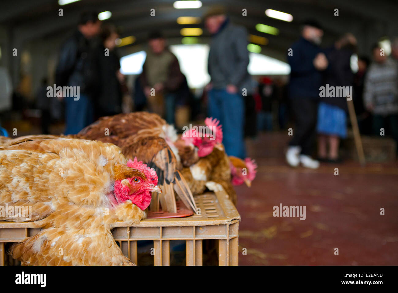 Francia, Gers, Samatan, mercato di pollame Foto Stock