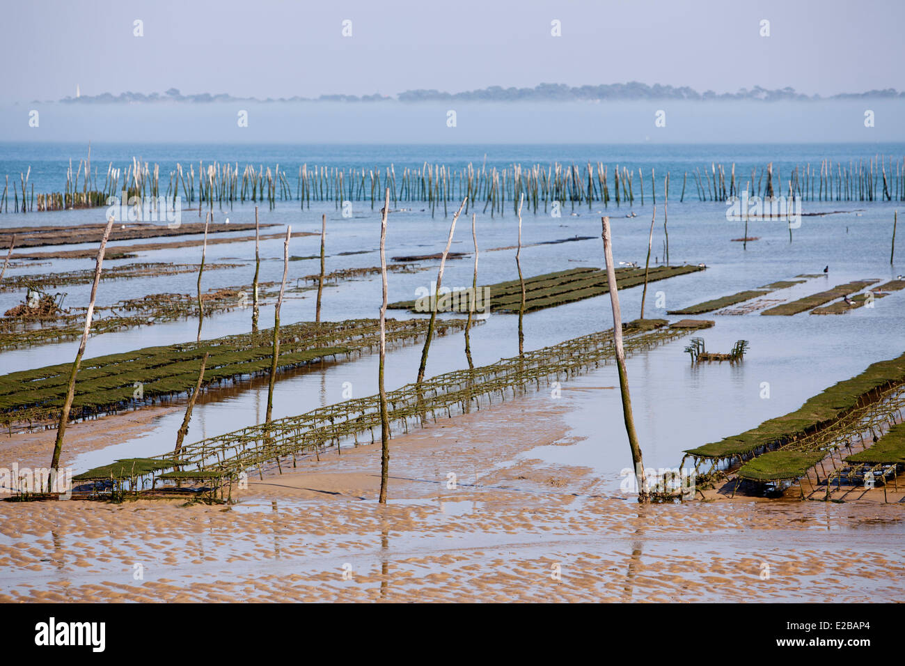 Francia, Gironde, Bassin d'Arcachon, Cap Ferret, oyster farm Foto Stock