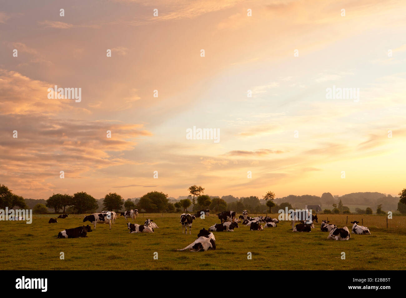 Francia, Morbihan , La Corne du Cerf, sunrise su una mandria di mucche Foto Stock