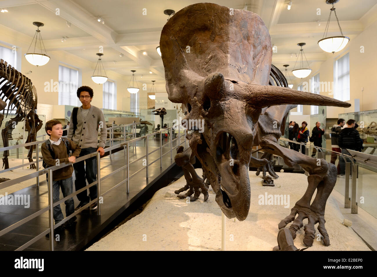 Stati Uniti, New York City, Manhattan Upper West Side, il Museo Americano di Storia Naturale, sale fossile di dinosauro erbivori Triceratops Foto Stock
