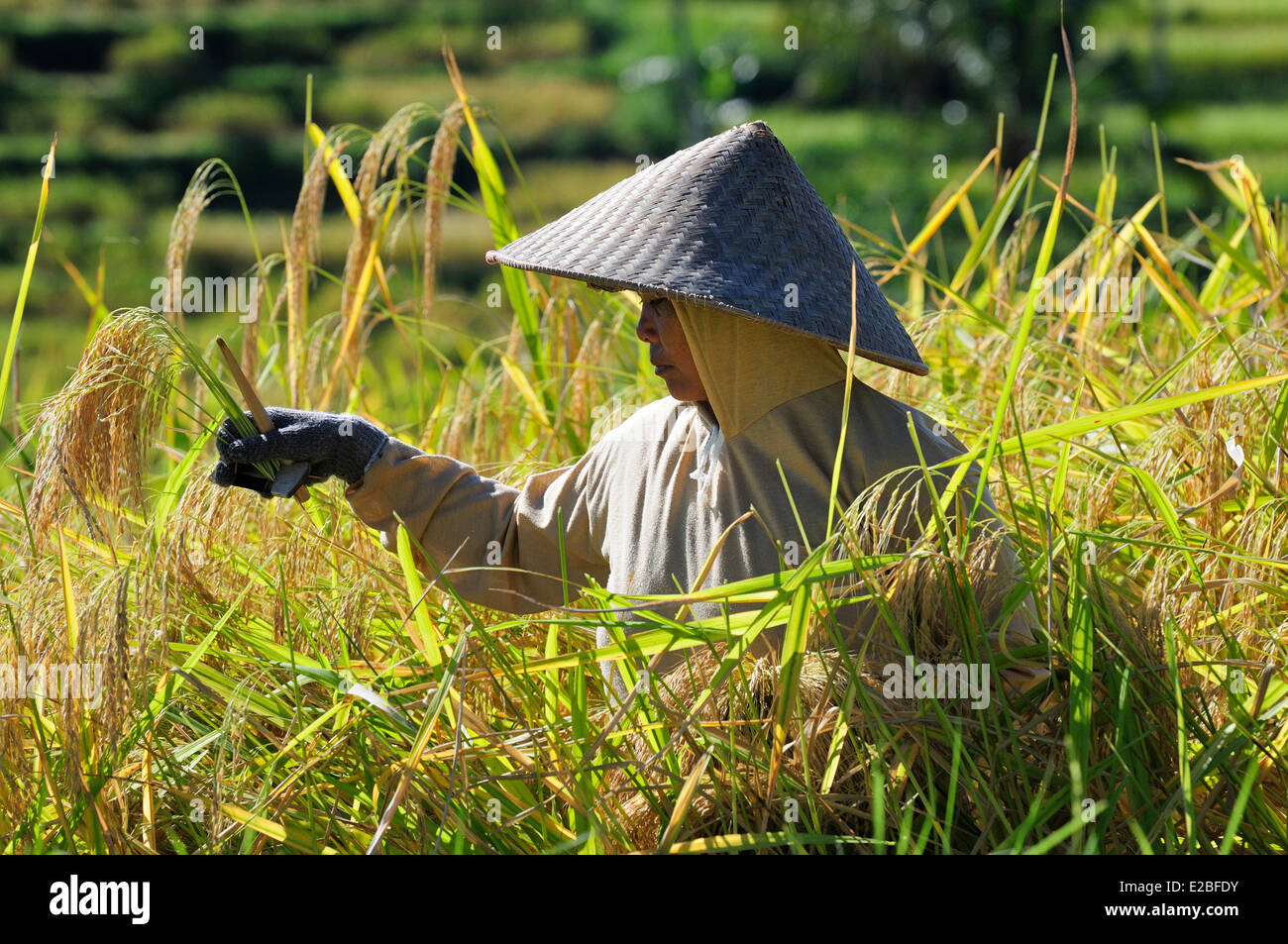 Indonesia, Bali, i campi di riso di Jatiluwih, il sistema subak, classificato come patrimonio mondiale dall' UNESCO, cooperativa la gestione dell'acqua fin dal IX secolo che riflette il concetto filosofico di Tri Hita Karana per essere in armonia con i regni della mente, il mondo umano e la natura Foto Stock