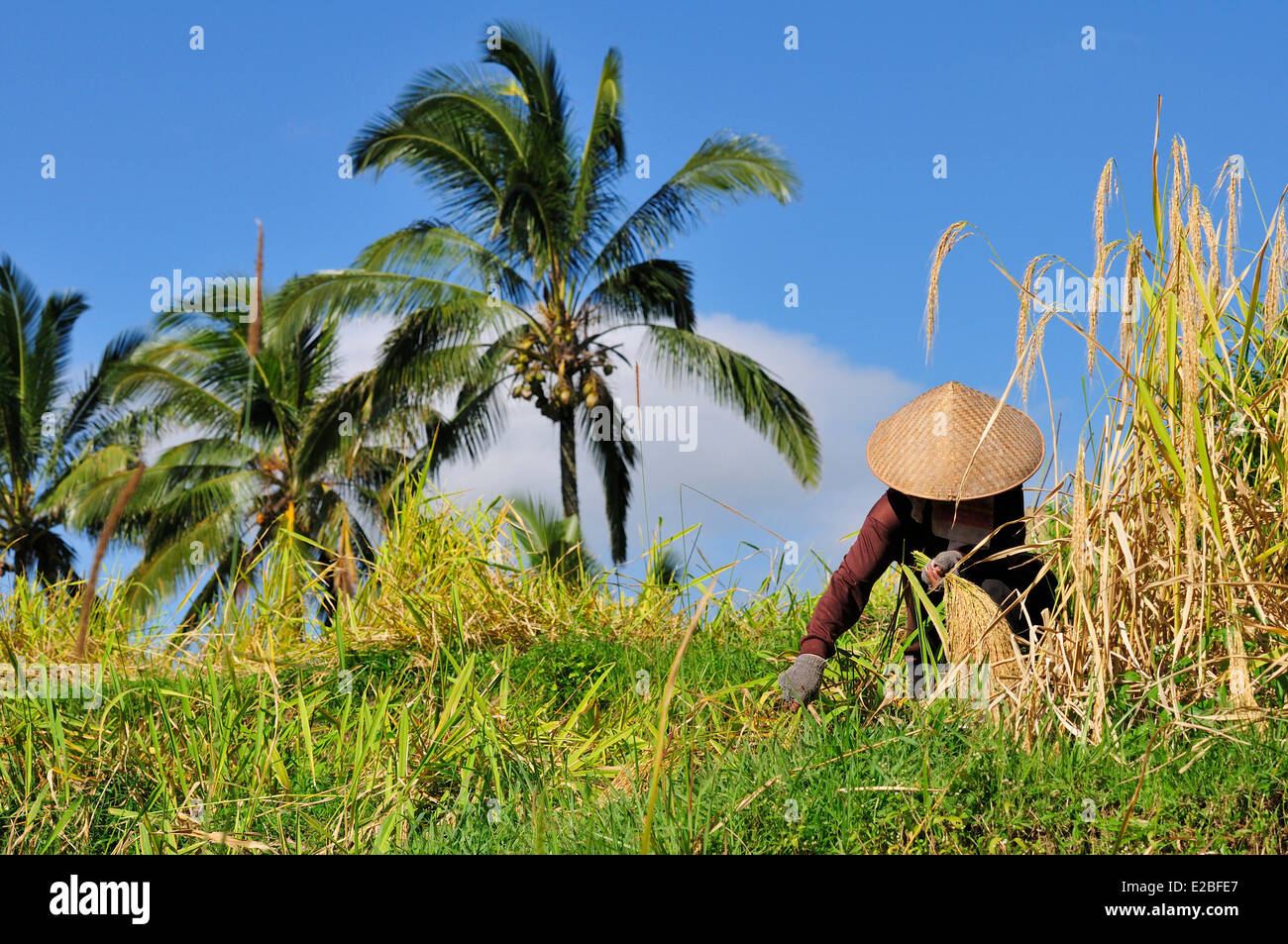 Indonesia, Bali, i campi di riso di Jatiluwih, il sistema subak, classificato come patrimonio mondiale dall' UNESCO, cooperativa la gestione dell'acqua fin dal IX secolo che riflette il concetto filosofico di Tri Hita Karana per essere in armonia con i regni della mente, il mondo umano e la natura Foto Stock