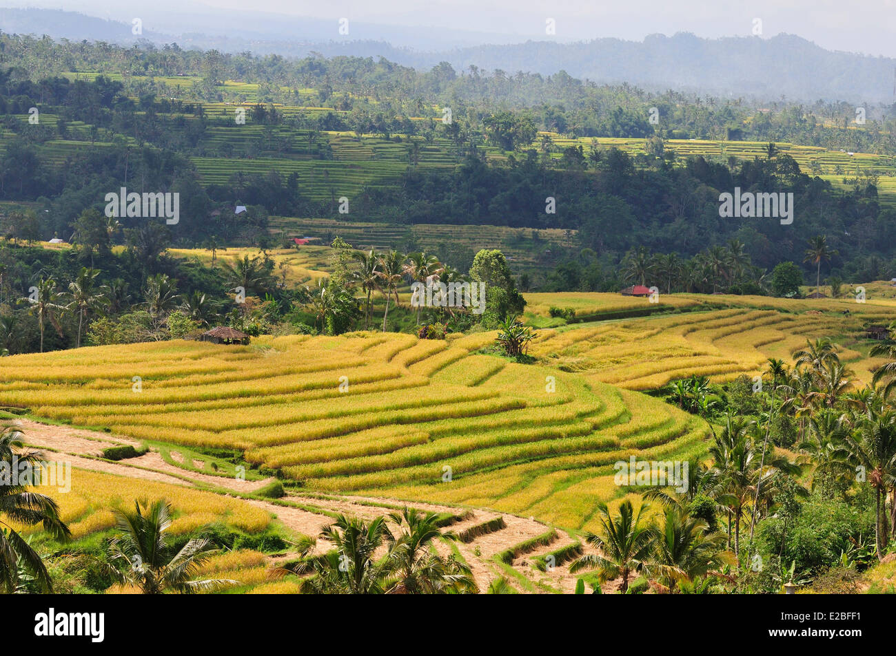 Indonesia, Bali, i campi di riso di Jatiluwih, il sistema subak, classificato come patrimonio mondiale dall' UNESCO, cooperativa la gestione dell'acqua fin dal IX secolo che riflette il concetto filosofico di Tri Hita Karana per essere in armonia con i regni della mente, il mondo umano e la natura Foto Stock