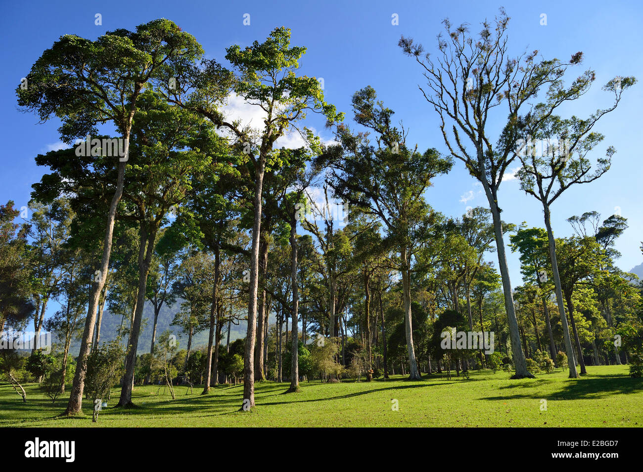 Indonesia Bali Bedugul, il Bali giardino botanico o Kebun Raya Eka Karya Foto Stock