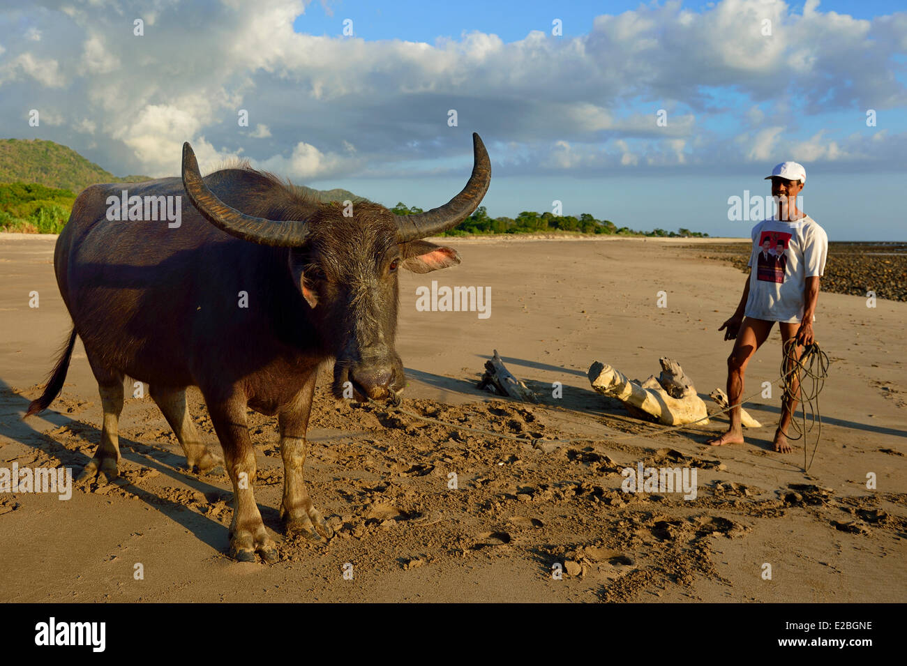 Indonesia, Sumbawa, Pantai Lakey, bufali tornare al villaggio di Hu'u Foto Stock