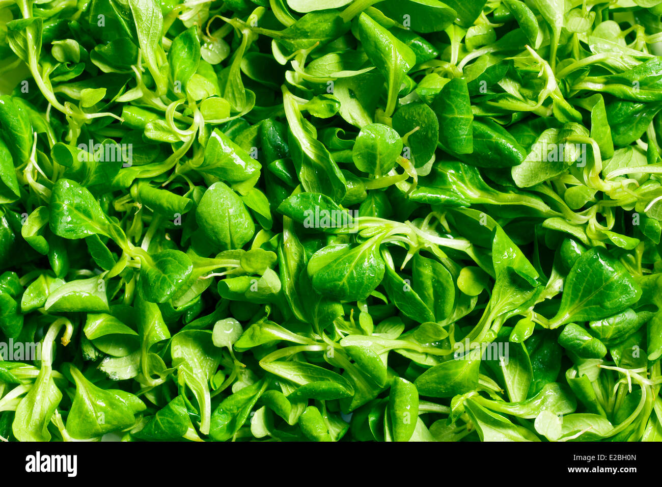 Texture di insalata di mais, la valeriana Foto Stock