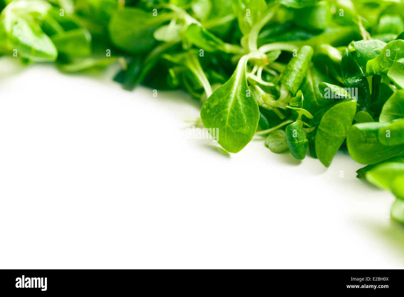 Insalata di mais, la valeriana su sfondo bianco Foto Stock