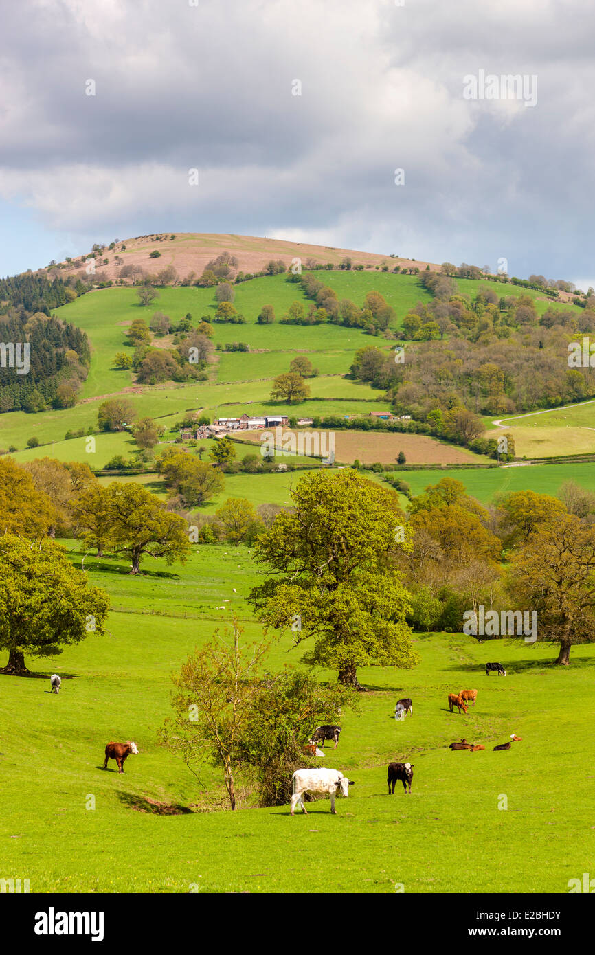 Campi verdi in Monmouthshire, Wales, Regno Unito, Europa. Foto Stock