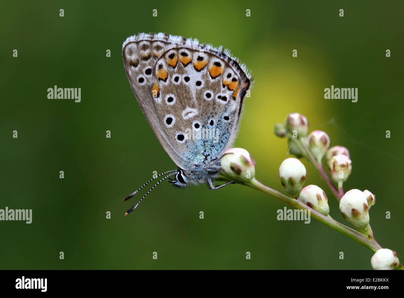 Adonis Blue Butterfly Foto Stock